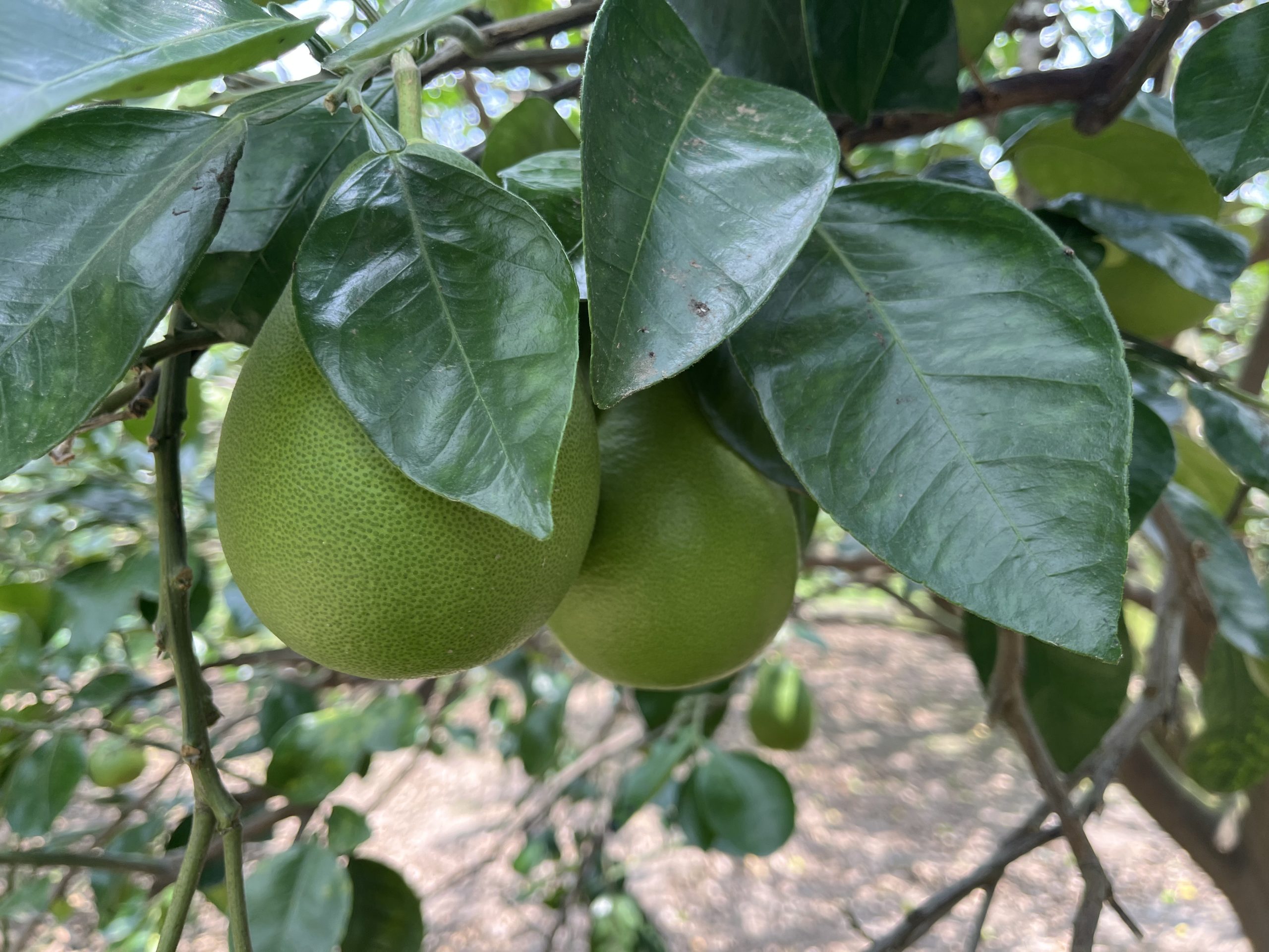 黃記麻豆文旦大白柚-果園,台南麻豆文旦,柚子 黃記麻豆文旦大白柚-果園,台南麻豆文旦,柚子