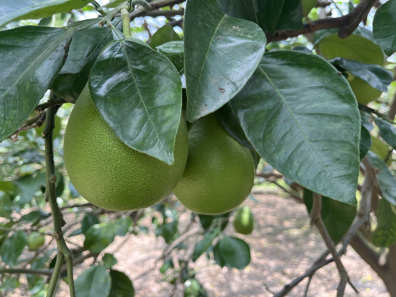 黃記麻豆文旦大白柚-果園,台南麻豆文旦,柚子