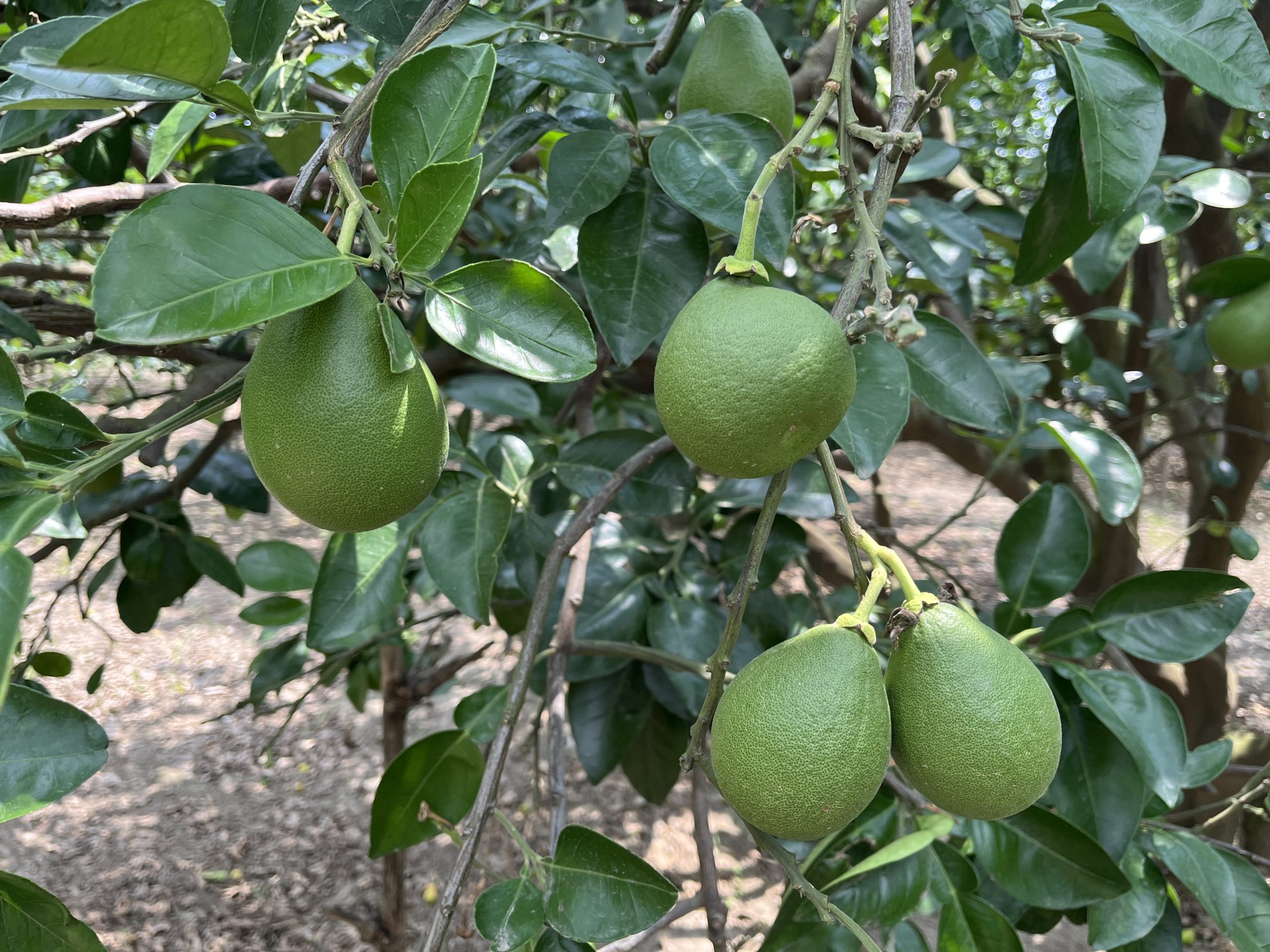 黃記麻豆文旦大白柚-果園,台南麻豆文旦,柚子 黃記麻豆文旦大白柚-果園,台南麻豆文旦,柚子