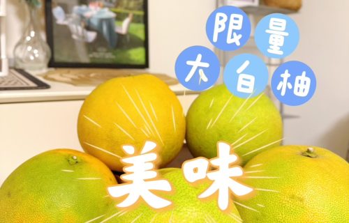 黃記麻豆文旦大白柚-限量大白柚圖片