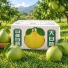 黃記麻豆文旦大白柚頂級老欉麻豆大白柚商品圖