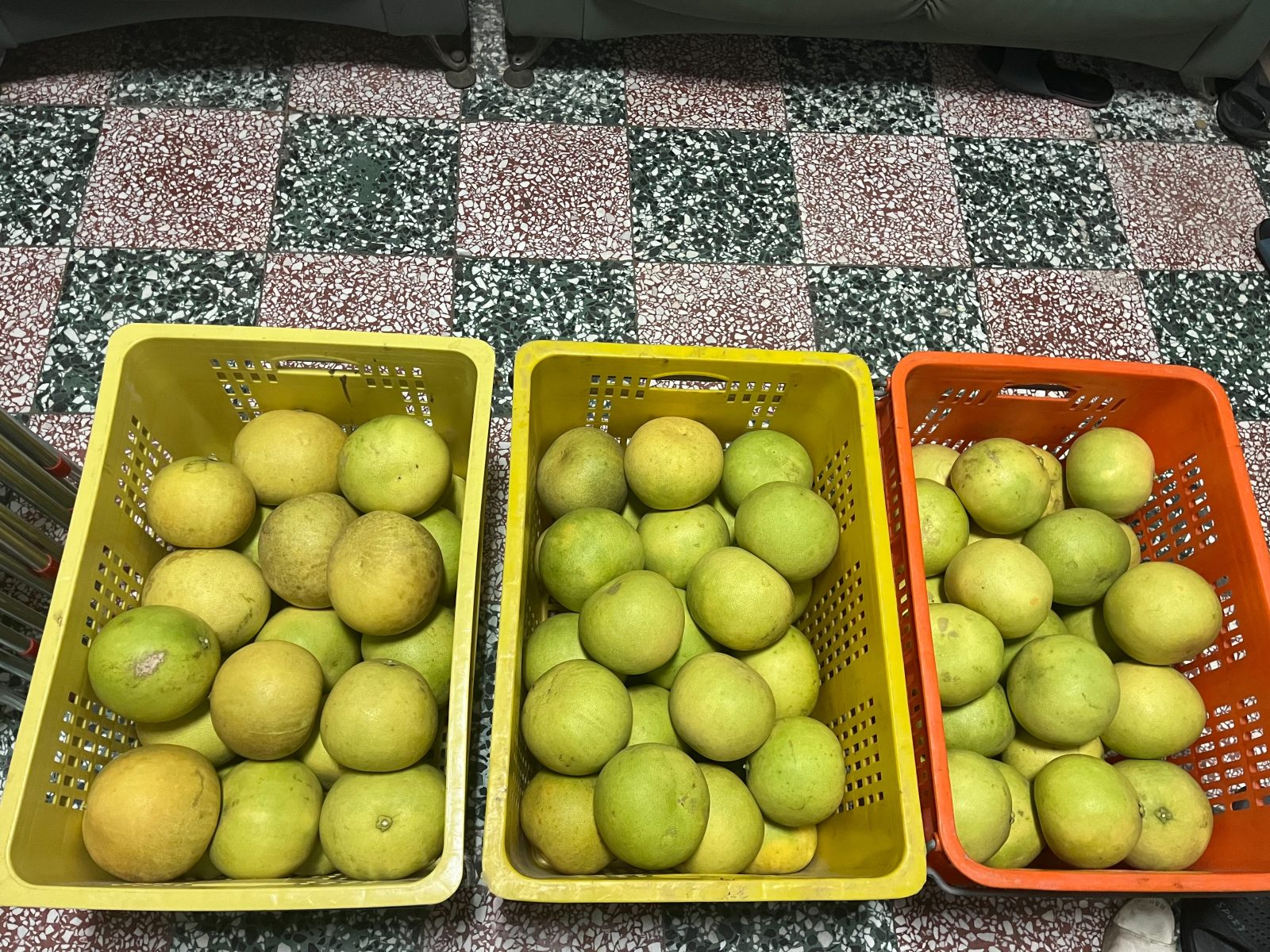 大白柚裝箱收成圖片