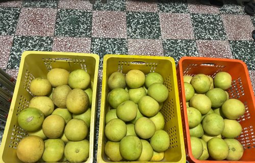 大白柚裝箱收成圖片