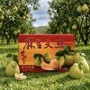 黃記麻豆文旦大白柚特級老欉麻豆文旦(10斤裝)商品圖