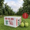 黃記麻豆文旦大白柚特級老欉麻豆文旦(20斤裝)商品圖