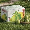黃記麻豆文旦大白柚頂級老欉麻豆文旦(20斤裝)商品圖