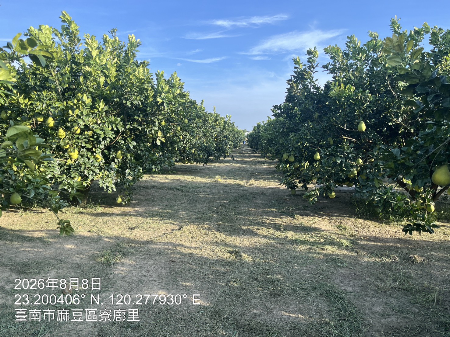 黃記麻豆文旦大白柚果園台南麻豆文旦柚子